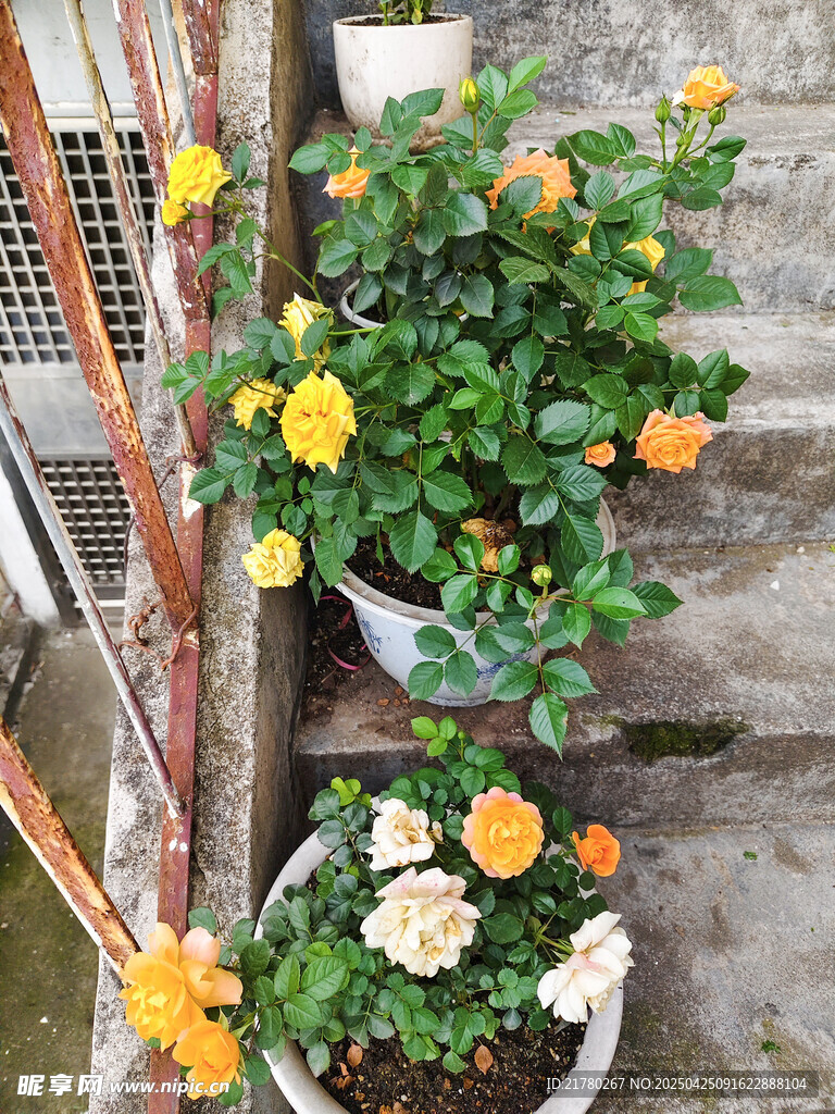 盆栽月季
