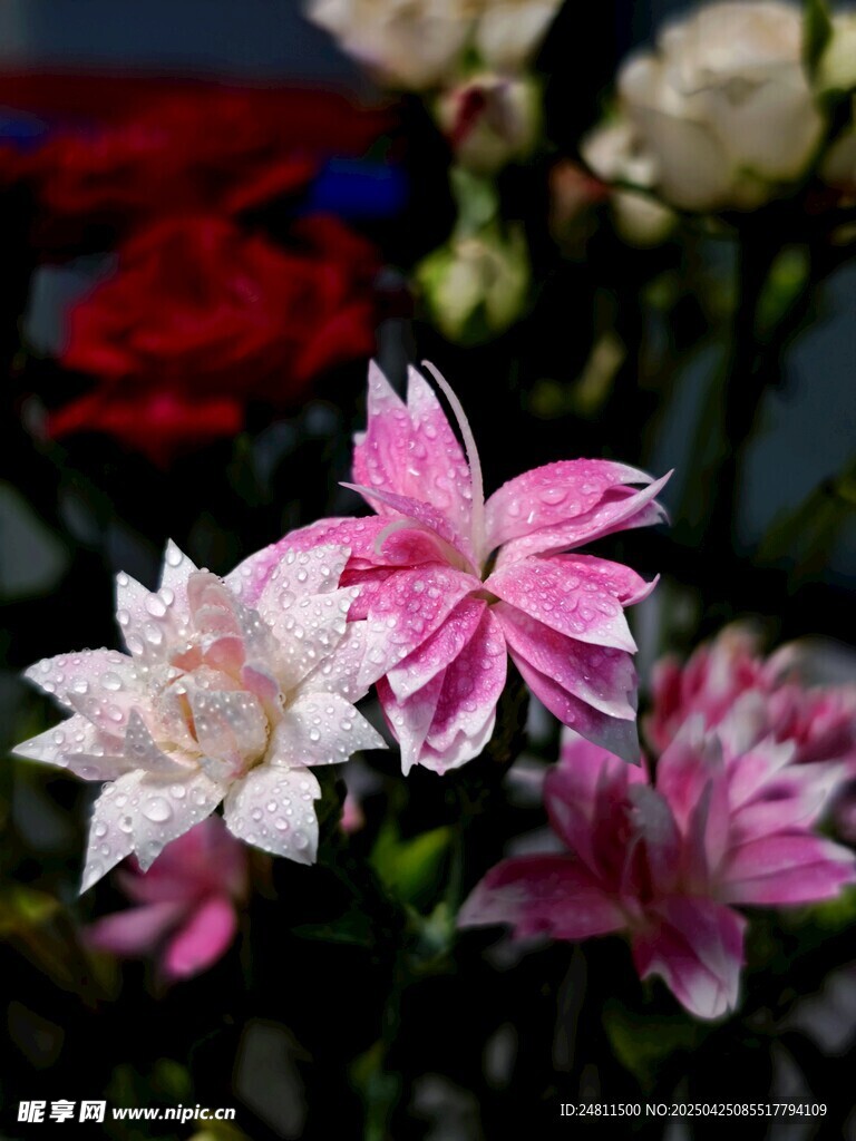花朵