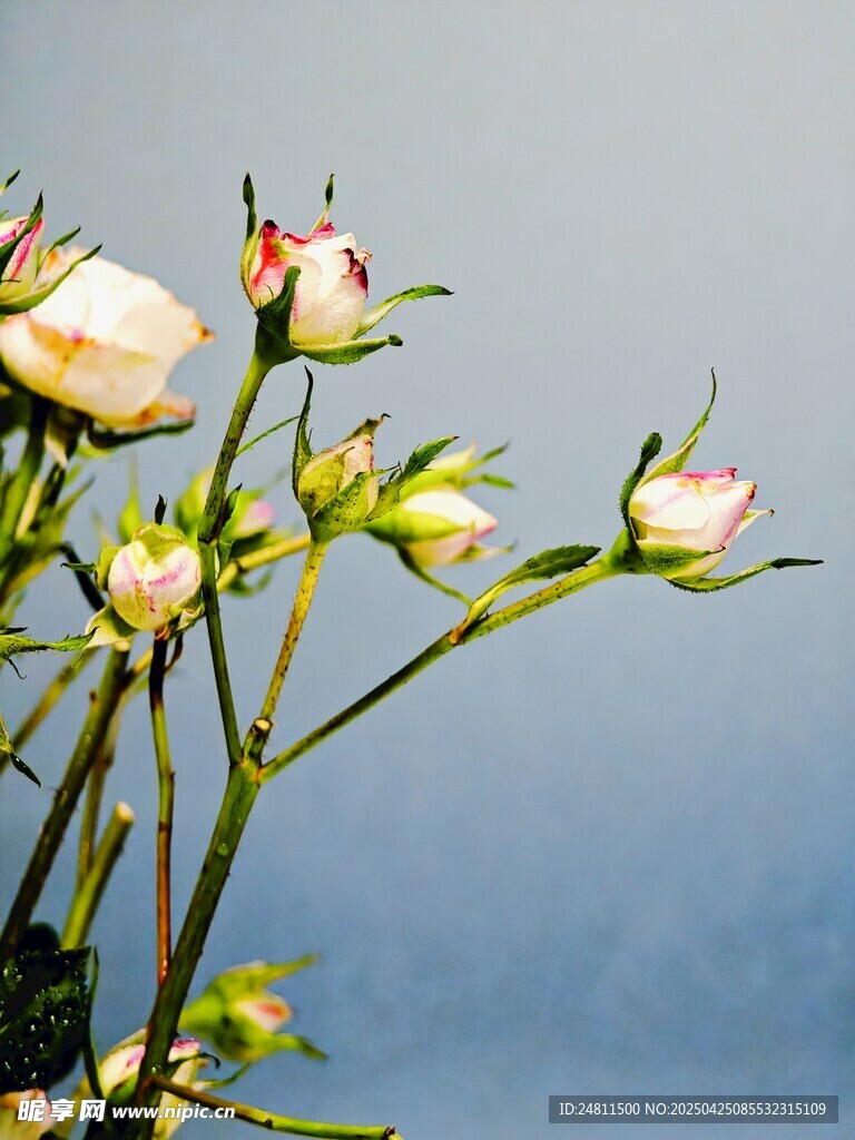 花苞