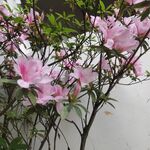 野花
