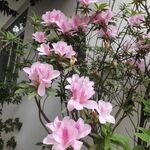 野花