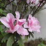 野花