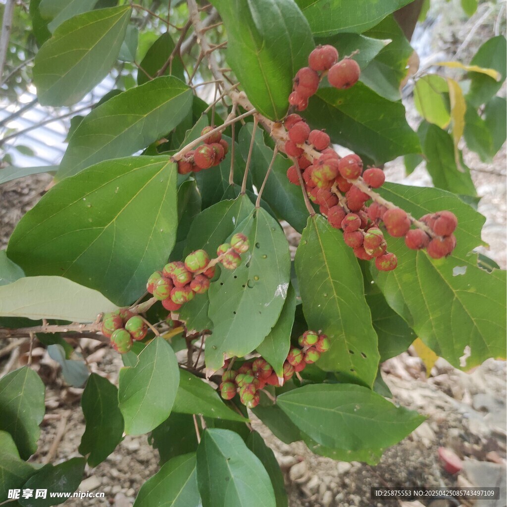 野果