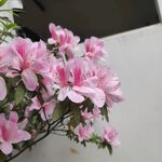 野花