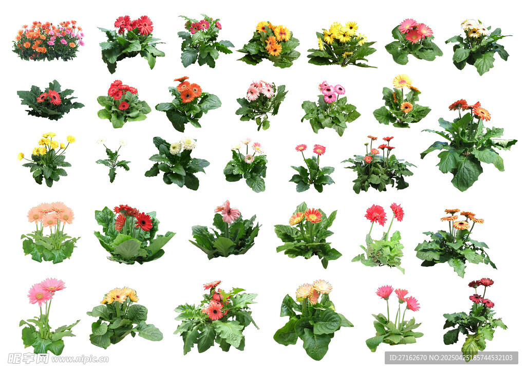 非洲菊