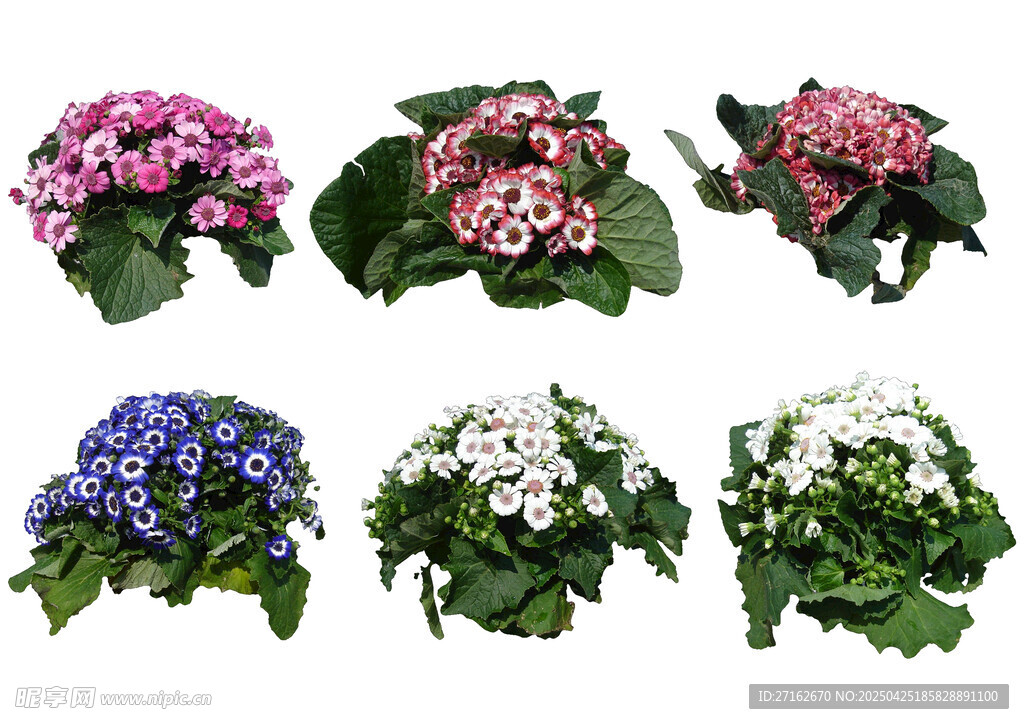 瓜叶菊