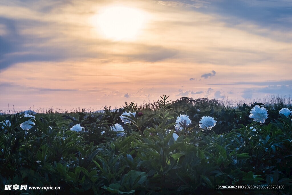 夕阳下的棉花田美景