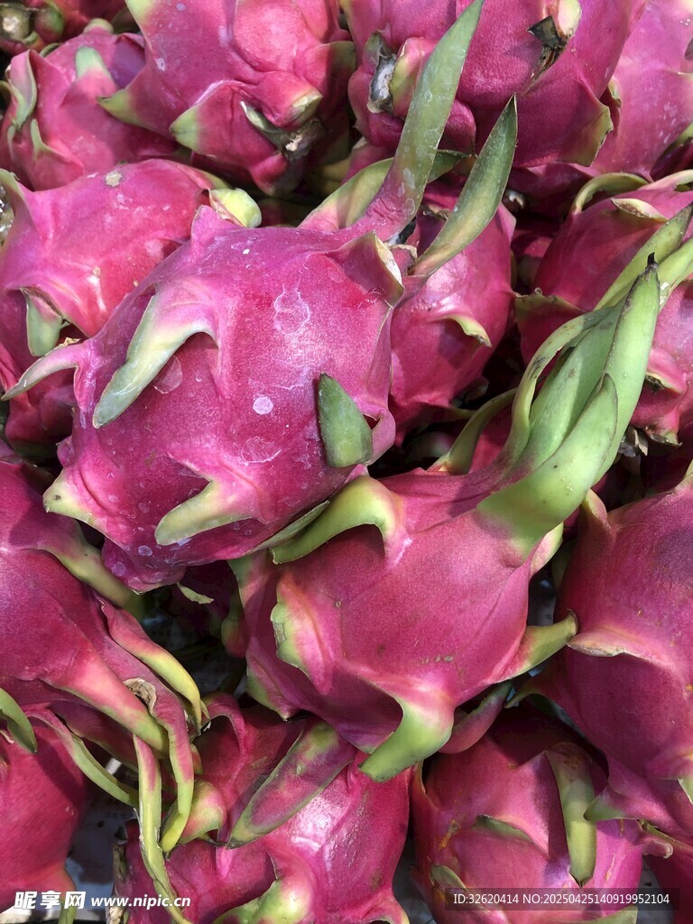 火龙果