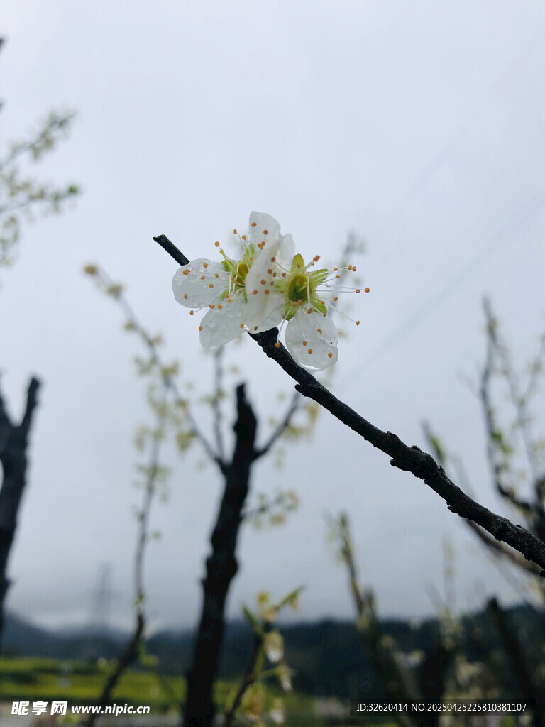 樱花
