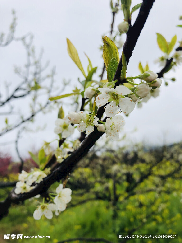 樱花