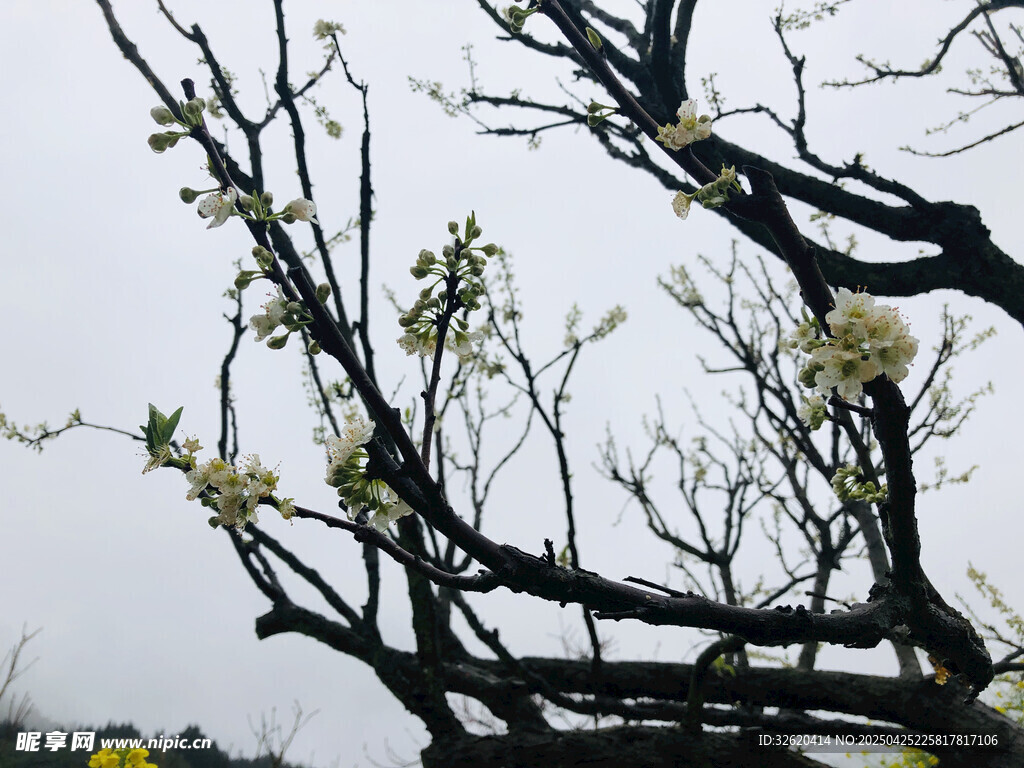 樱花