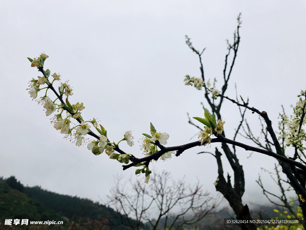 樱花