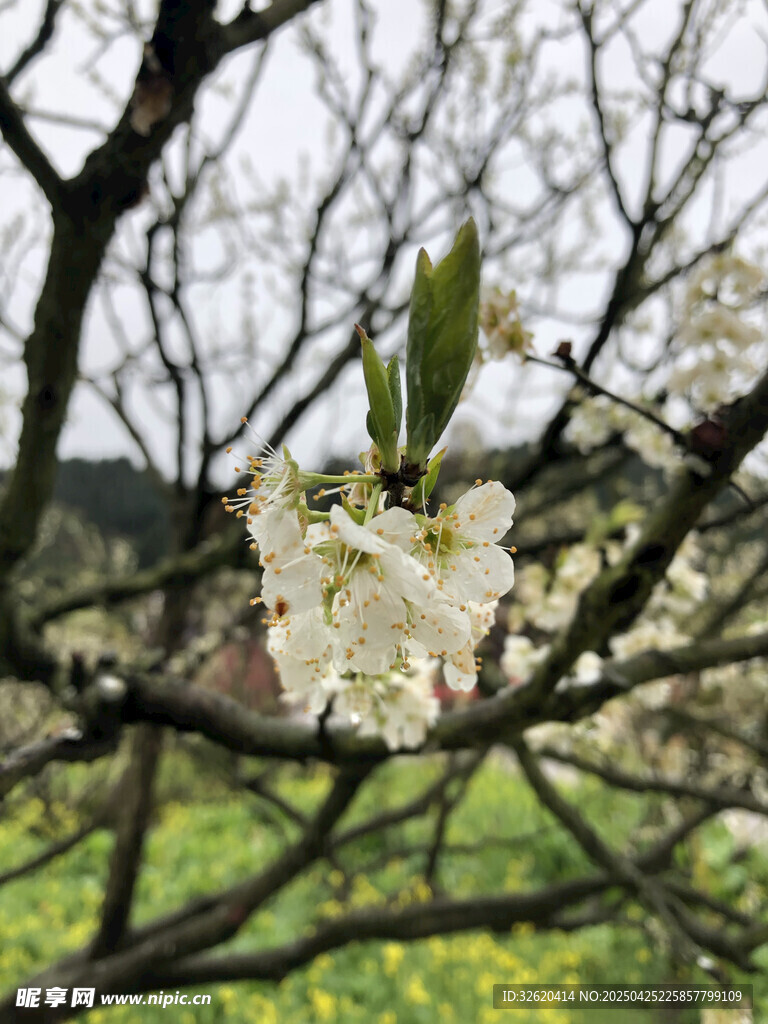 樱花