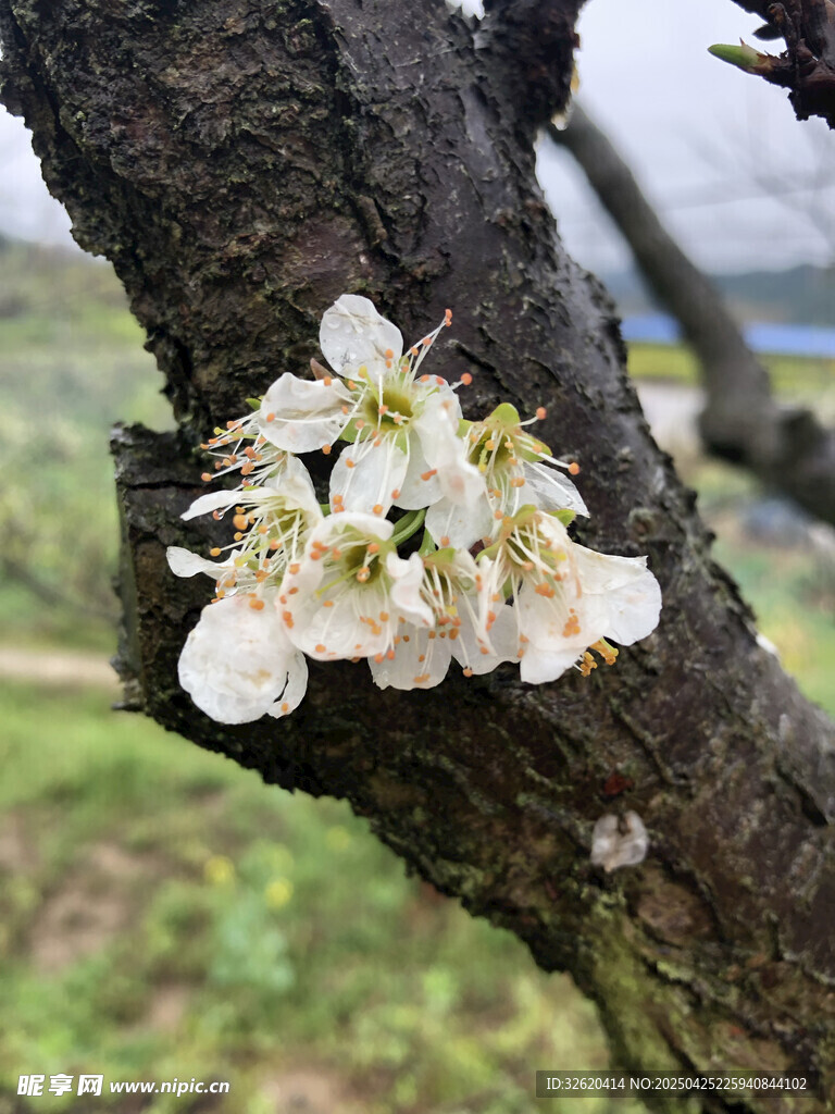 樱花
