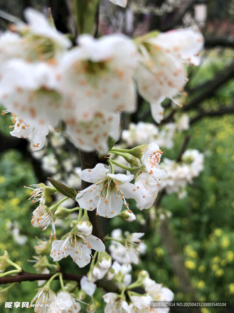 樱花