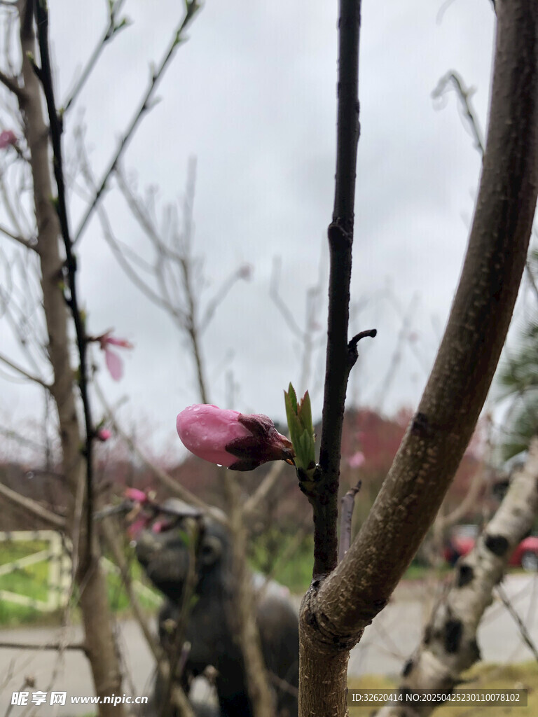 桃花