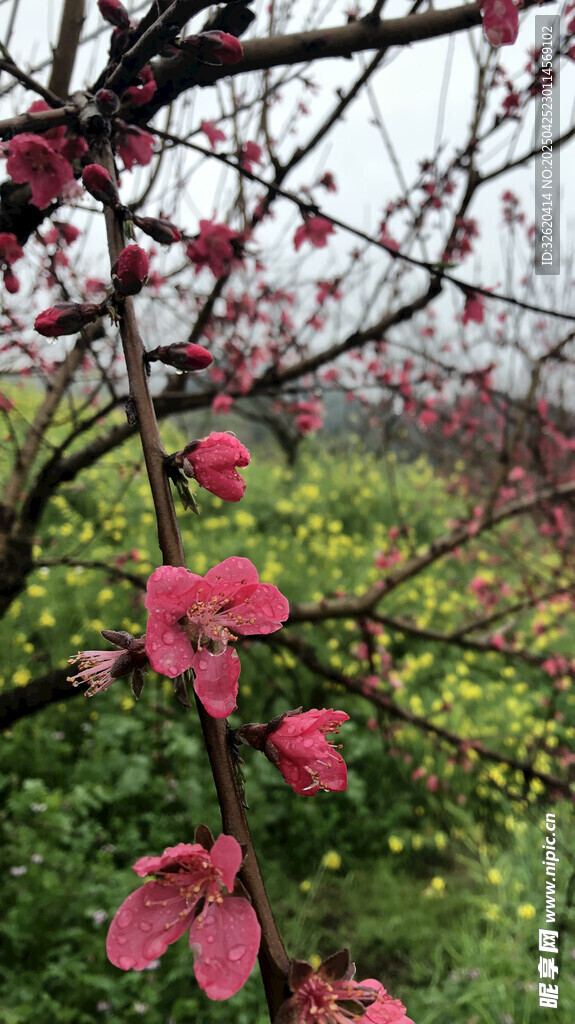 桃花