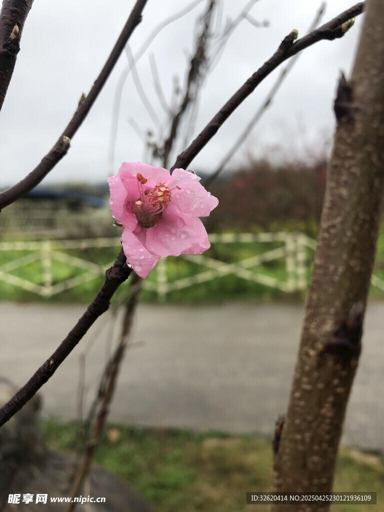 桃花