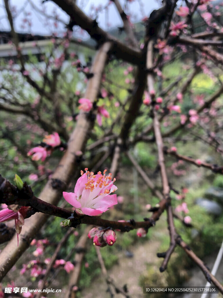 桃花