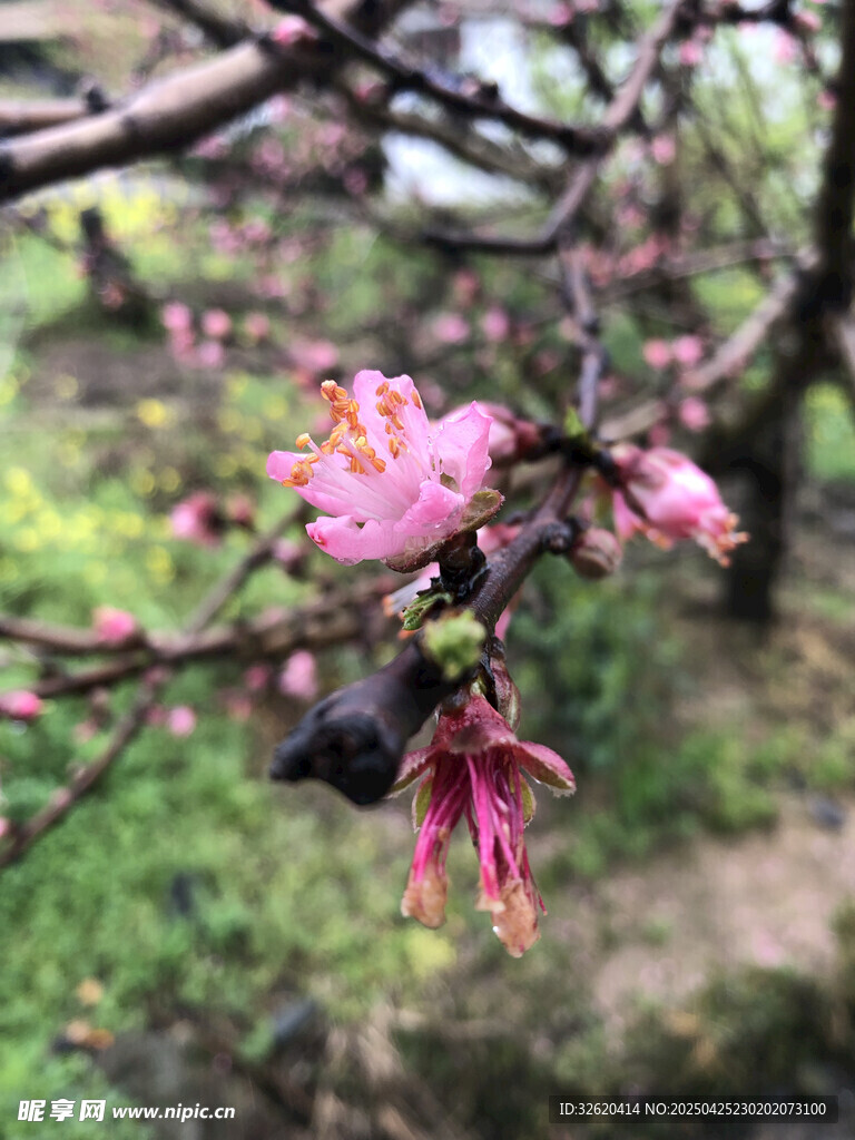 桃花