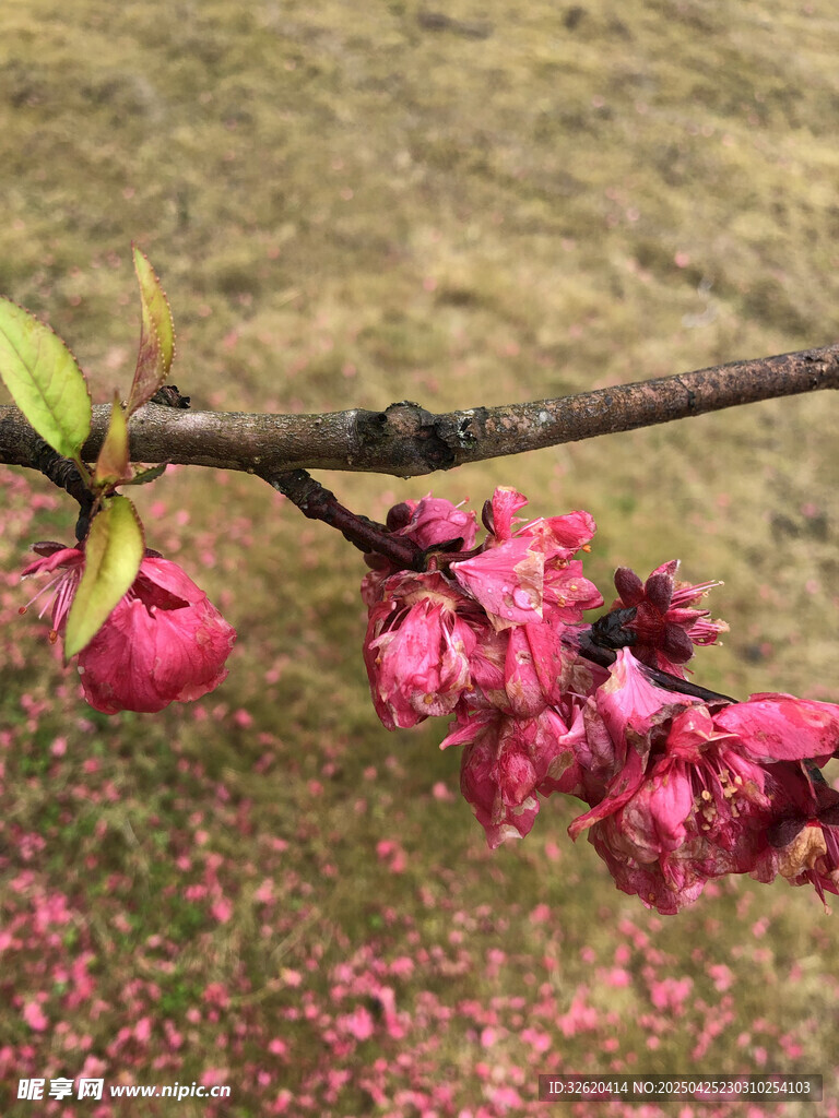 桃花