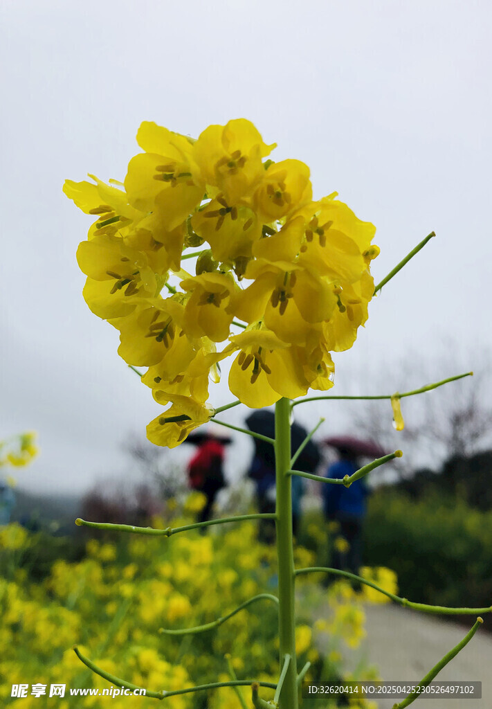 油菜花
