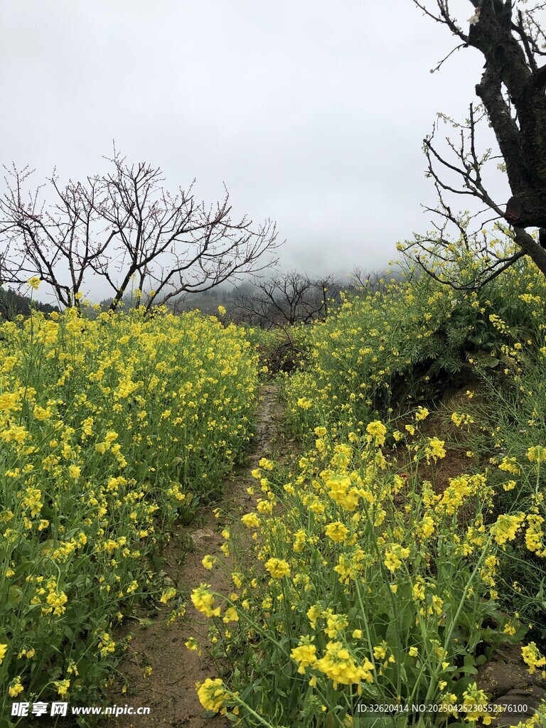 油菜花