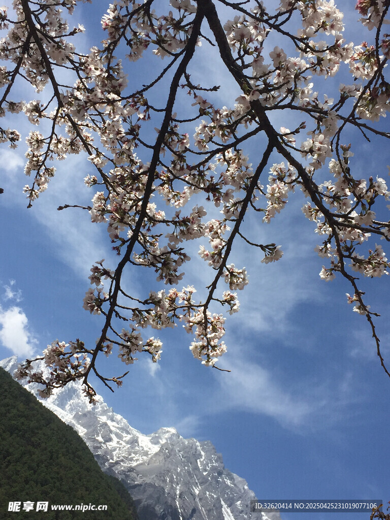 樱花