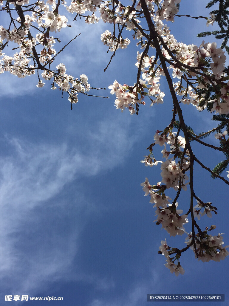 樱花