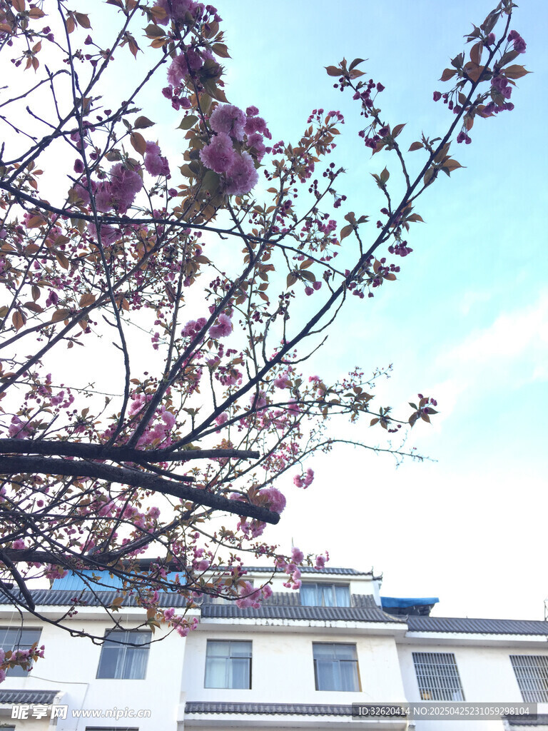 樱花