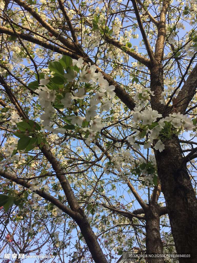 樱花