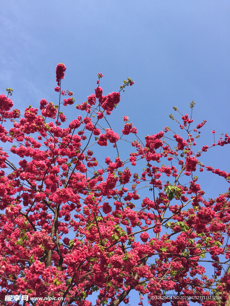 东京樱花