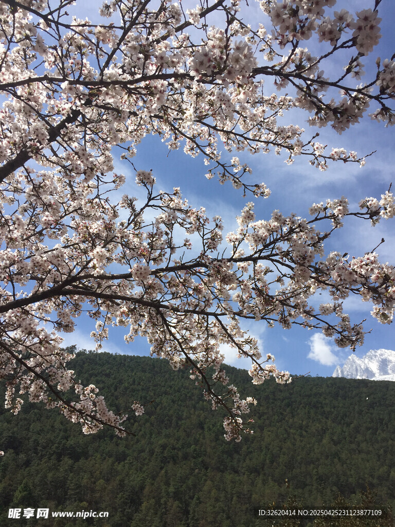 樱花