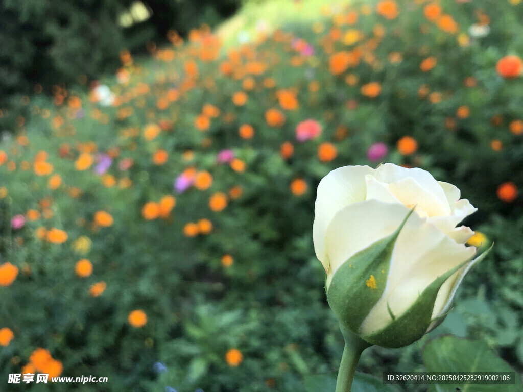 玫瑰花