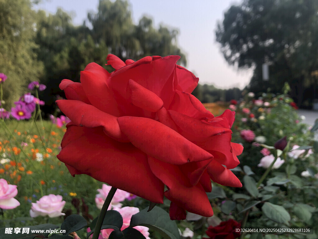 玫瑰花