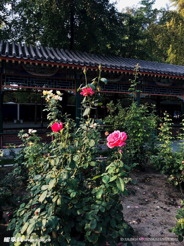 月季花