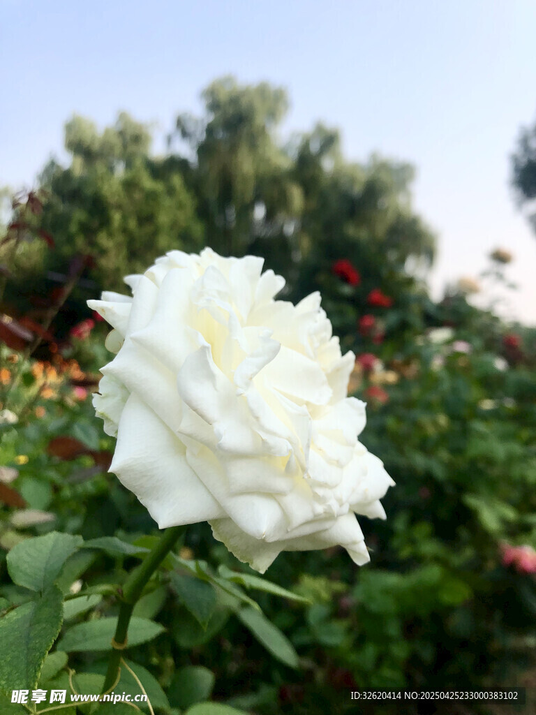 玫瑰花