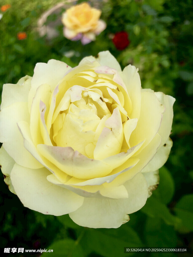 玫瑰花