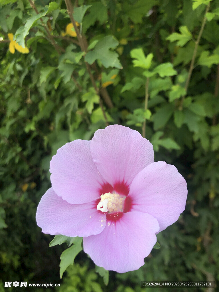 木槿花