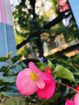 海棠花