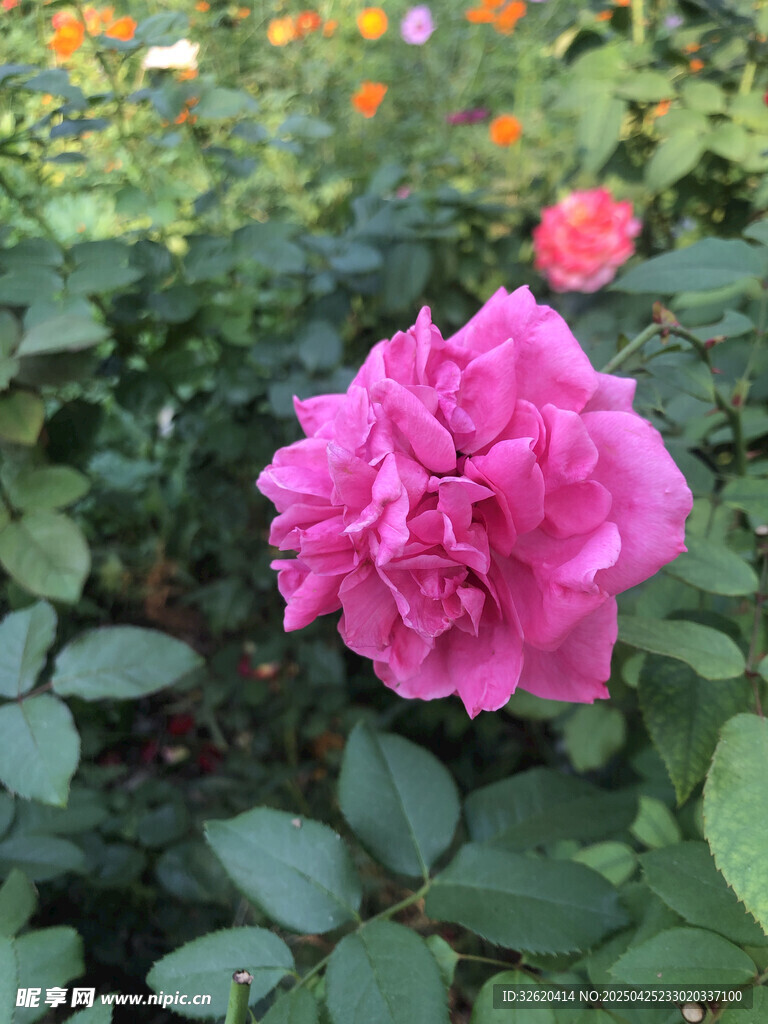 月季花