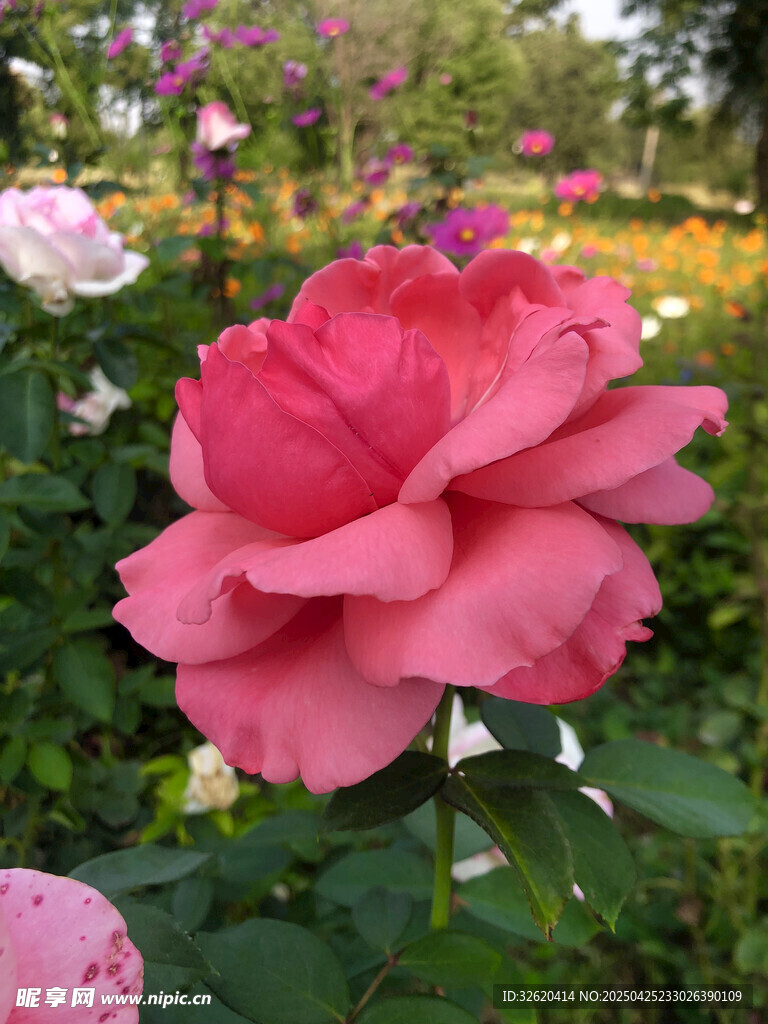月季花