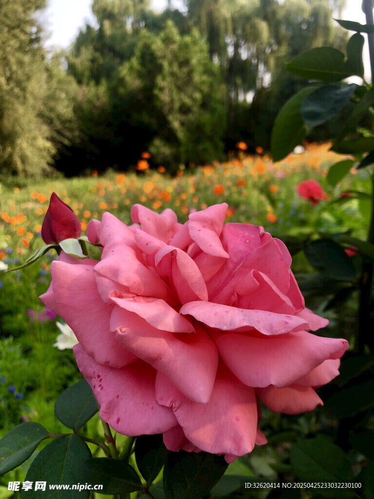 玫瑰花