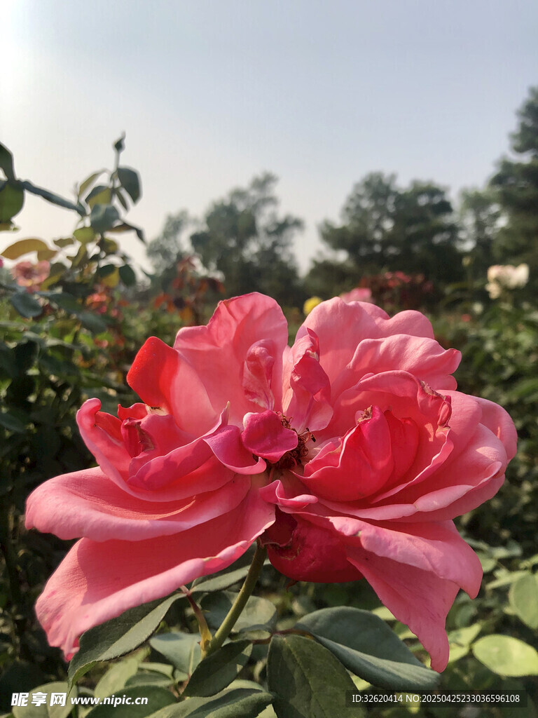 月季花