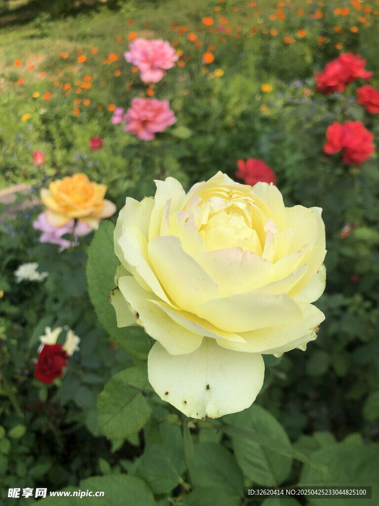 玫瑰花