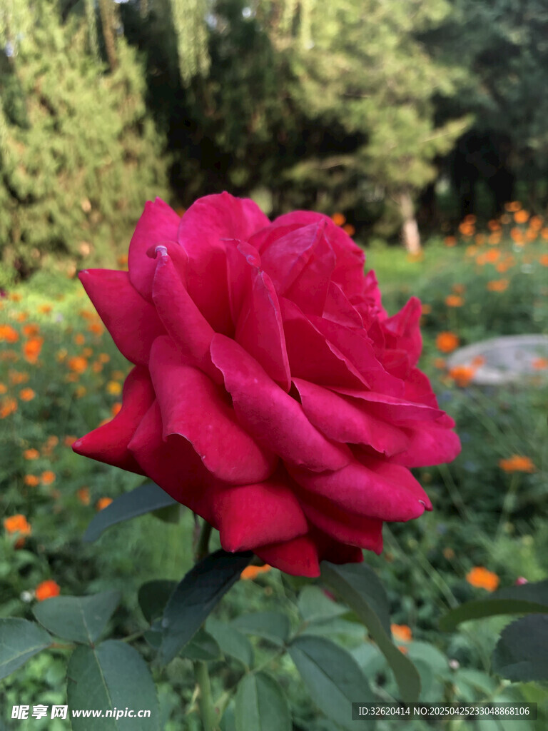 玫瑰花