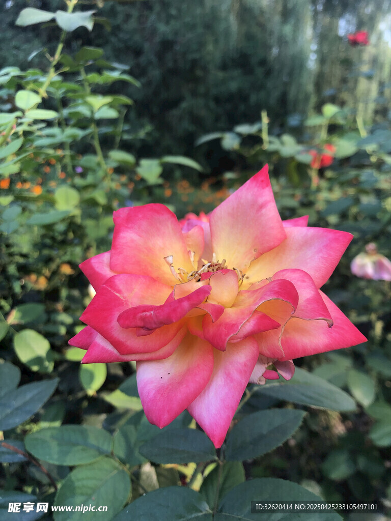 月季花