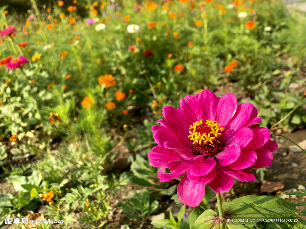 百日菊