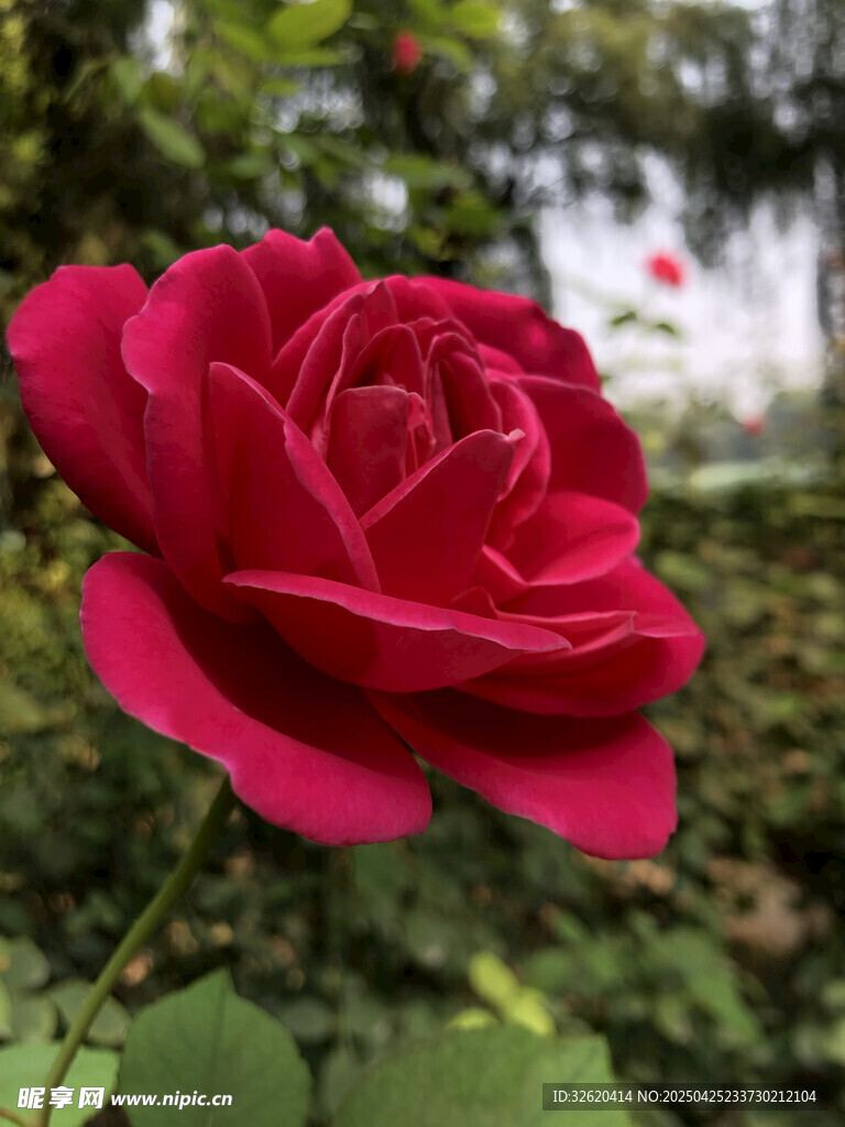 玫瑰花