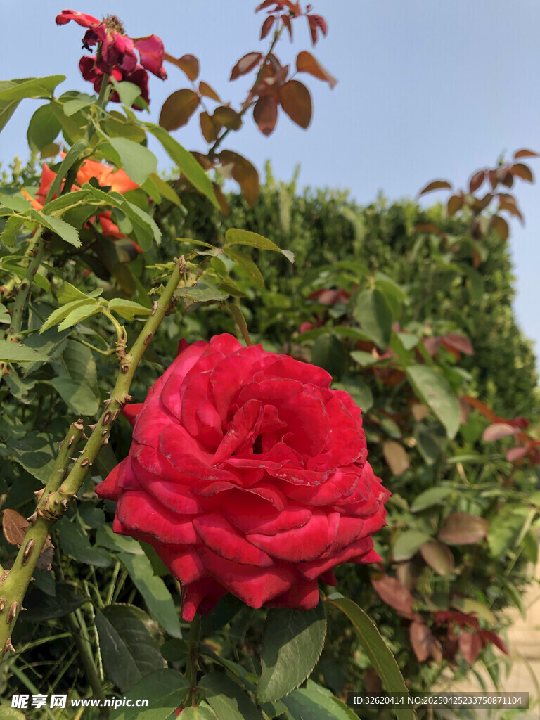 玫瑰花